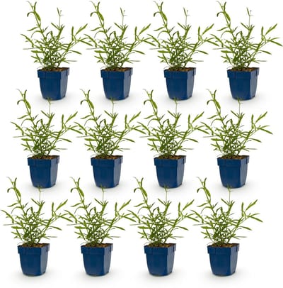 Green boutiQ - Vasteplant - Verbena bonariensis Lollipop - Ijzerhard - Bijen en Vlinderlokkers - Paars - 12 Planten - Pot 11cm - Hoogte 15-25cm