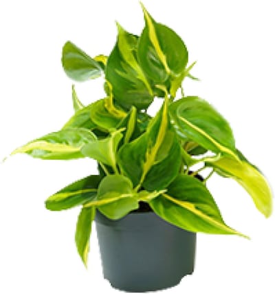 Plantenboetiek.nl | Philodendron Scandens Brasil - Ø12cm - 15cm hoog - Kamerplant - Groenblijvend