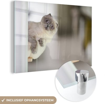 MuchoWow® Glasschilderij 30x20 cm - Schilderij acrylglas - Kat - Dier - Woonkamer - Foto op glas - Schilderijen