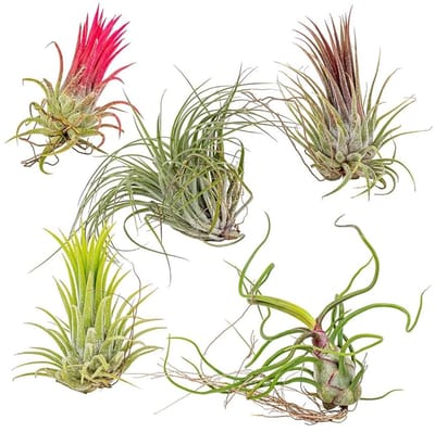 JUNAVERA Tillandsia Mix Set van 5