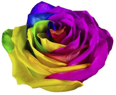 25x Rosa mondial rainbow 60cm