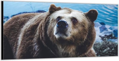 KuijsFotoprint - Schilderij - Beer Aan Het Water - Blauw En Bruin - 100 X 200 Cm