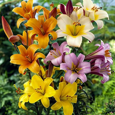 Lelie Bloembollen Winterhard - Lilium Trompetlelie - 15 stuks - Meerkleurig - Bloem bollen Mix Meerjarig - Leliebollen