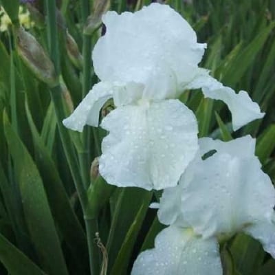 6x Baardiris - Iris Germanica ‘Immortality’ - Pot 9x9cm