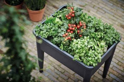 Kweektafel XXL voor Buiten - Plantenbak Living Black - 75.5 cm - Groenten en Planten Kweken