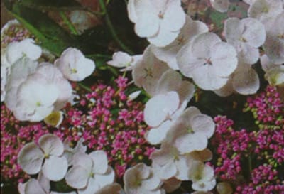 Hydrangea macr. 'Mariesii Grand.' ( 'wh. wave') - Lacecap Hortensia, Teller Hortensia, Witte Teller 25- 30 cm in pot