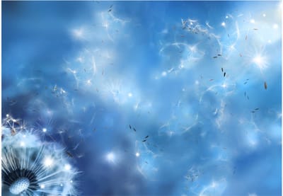 Fotobehangkoning - Behang - Vliesbehang - Fotobehang Magische Paardenbloem - Magic of Nature - 250 x 175 cm