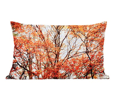 Sierkussens - Kussentjes Woonkamer - 50x30 cm - Bos - Herfst - Seizoenen