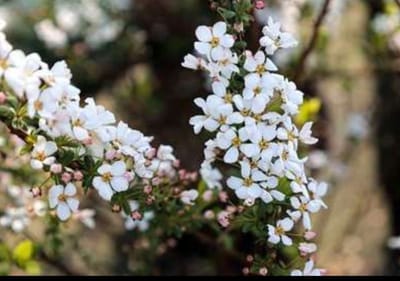 Spiraea thunb. 'Fujino Pink' - Spierstruik 40- 60 cm in pot