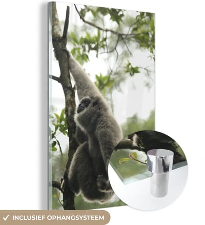 ® Glasschilderij 120x180 cm - Schilderij acrylglas - Aap in de bossen van het Nationaal park Gunung Gede Pangrango in Indonesië - Foto op glas - Muurdecoratie woonkamer - Wanddecoratie slaapkamer - Schilderijen