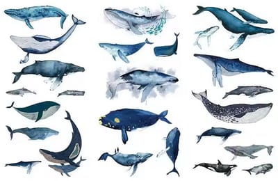 Walvissen Stickers - Whales Stickers - 3 Vellen, 24 Stickers - Washi Stickers voor Kinderen & Volwassenen - Bullet Journal, Scrapbook & Journaling - Cadeau onder €10, Sinterklaascadeau, Kerstcadeau & Schoencadeau