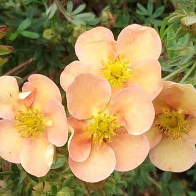 Potentilla Fruticosa 'Daydawn' - Struikganzerik 25-30 cm pot