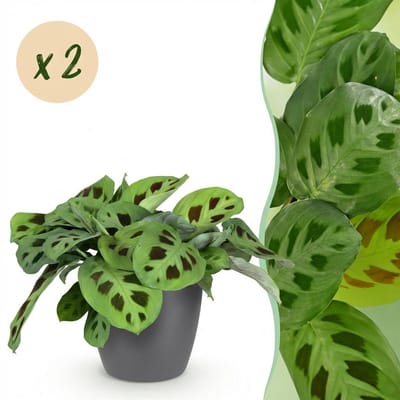 Plantenboetiek.nl | Maranta Fascinator Kerchoveana - Zebraplant - Huisdiervriendelijke Plant - Groen - 2 Planten - met Potter Grijs - Ø12cm - 25cm hoog - Kamerplant - Arrangement - Plant met pot