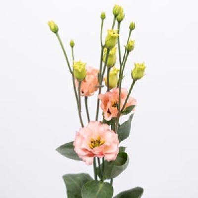 10x Eust.sabrina orange du 70cm