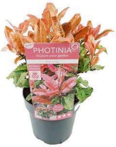 Photinia serratifolia 'Pink Crispy' - Glansmispel 30 - 40 cm in pot