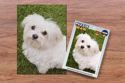 Puzzel Maltezer hond kijkt naar boven - Legpuzzel - Puzzel 1000 stukjes volwassenen