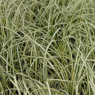 6x Japanse zegge - Carex oshimensis 'Evergreen' - Pot 9x9cm