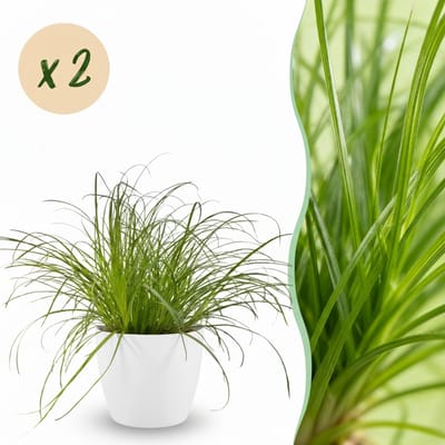 Green boutiQ - Kamerplant - Cyperus alternifolius Zumula - Kattengras - Huisdiervriendelijke Plant - Groen - 2 Planten - met Potter Wit - Pot 12cm - Hoogte 20cm