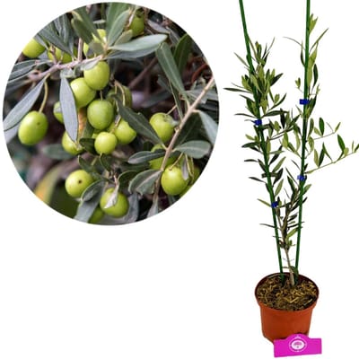 Olea europaea, Olijfboom struikvorm, Hoogte 60cm, 2 liter pot