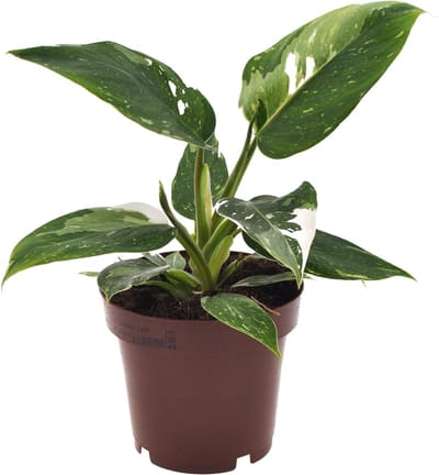 Plantenboetiek.nl | Philodendron White Princess - Ø12cm - 25cm hoog - Kamerplant - Groenblijvend