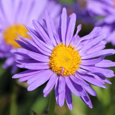 Borderpakket Blauw "Feeling Blue" 5 m² - 36 vaste planten: Diversiteit aan blauwbloeiende planten