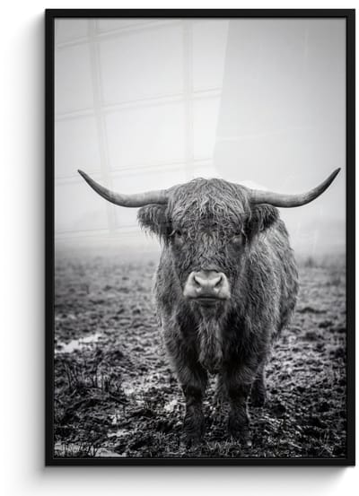 Poster in lijst - Fotolijst 80x120 cm - Posters - Schotse hooglander - Zwart - Wit - Gras - Posterlijst zwart - Decoratie - Wanddecoratie woonkamer - Muurdecoratie slaapkamer