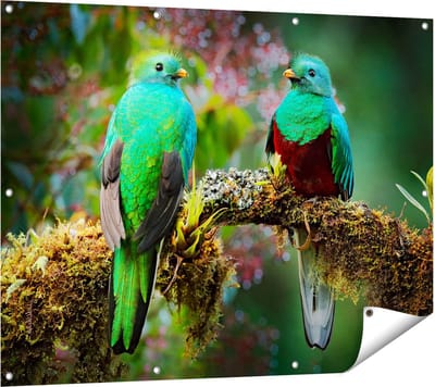 Gards Tuinposter Twee Groene Quetzal Vogels op een Tak - 120x90 cm - Tuindoek - Tuindecoratie - Wanddecoratie buiten - Tuinschilderij