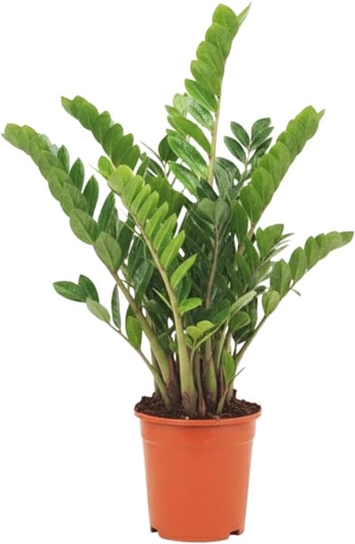 Zamioculcas Zamiifolia Kamerplant – 85 cm Hoog – Ø21 cm Pot – Rijke Vertakking – ZZ-plant