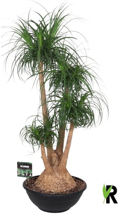 Beaucarnea Recurvata vertakt 140 cm – Kamerplant – Vers Van De Kweker – Olifantspoot – Potmaat Ø50 cm