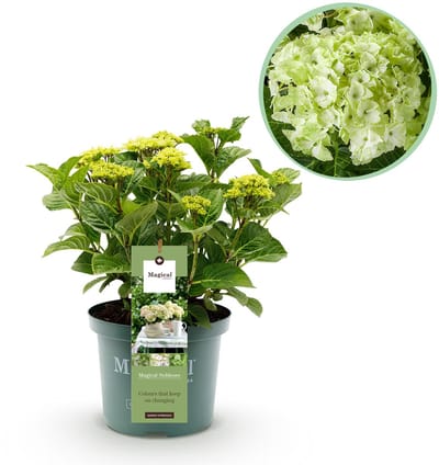 Plantenboetiek.nl | Hortensia - Hydrangea Magical Nobless - Wit - 6-10 Bloemen - Ø23cm - 40-55cm hoog - Tuinplant