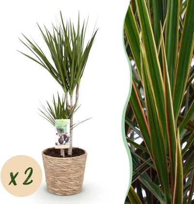 Plantenboetiek.nl | Green is... Dracaena Marginata - Drakenbloedboom - Weinig onderhoud - met mand - Groen - 2 Planten - Ø17cm - 70-80cm hoog - Kamerplant - Groenblijvend