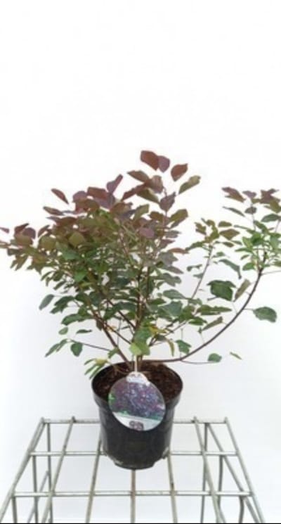 Cotinus cogg. 'Dusky Maiden'® - Pruikenboom 40- 50 cm in pot