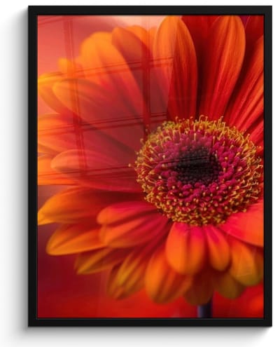 Poster in lijst - Fotolijst 50x70 cm - Posters - Oranje - Gerbera - Intens - Posterlijst zwart - Decoratie - Wanddecoratie woonkamer - Muurdecoratie slaapkamer