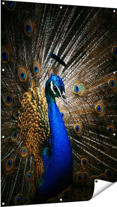 Gards Tuinposter Blauwe Pauw met Grote Veren - 100x150 cm - Tuindoek - Tuindecoratie - Wanddecoratie buiten - Tuinschilderij