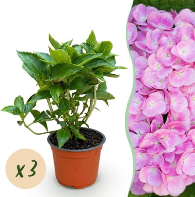 Plantenboetiek.nl | Hydrangea macrophylla Roze - Hortensia - Winterhard - Roze - 3 Planten - Ø12cm - 20-30cm hoog - Tuinplant