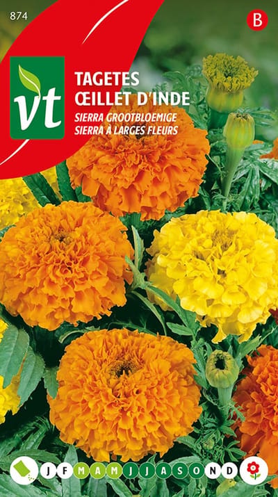 Tagetes 'Sierra Grootbloemige' - Groots in Kleur en Bloei, Ideaal voor Zonnige Tuinen