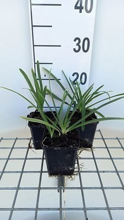 6x Afrikaanse lelie - Agapanthus 'Lilliput' | 9x9 cm pot