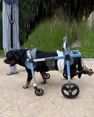 Hondenrolstoel Achterpoten - Huisdier Mobiliteitshulp - Hond Lopen Ondersteunen - Lichtgewicht Aluminium Frame - Verstelbaar - Grijs
