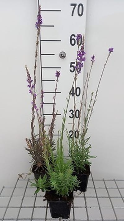 6x Linaria - Linaria purpurea | 9x9 cm pot