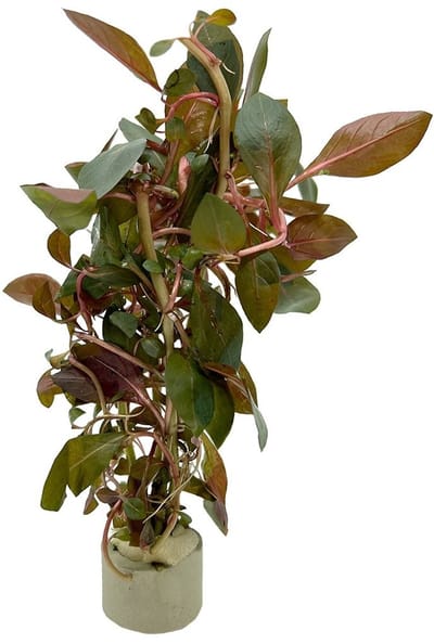 Aquaflora Ludwigia Mullertii | In Bos met Loodje Waterplant