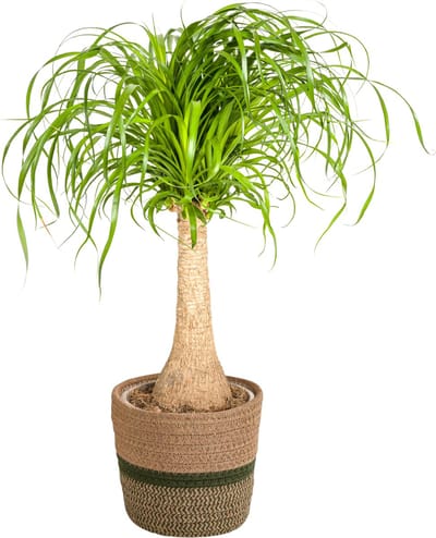 Plantenboetiek.nl | Beaucarnea Recurvata op stam met mand - Ø21cm - 60-80cm hoog - Kamerplant - Groenblijvend