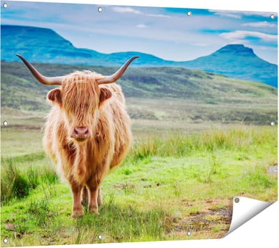 Gards Tuinposter Schotse Hooglander in de Wei - Kleur - 120x90 cm - Tuindoek - Tuindecoratie - Wanddecoratie buiten - Tuinschilderij