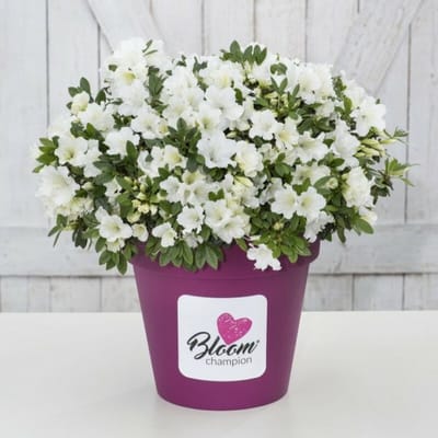 4 x Azalea 'Bloomchampion' Wit - Azalea in C3(liter) pot met hoogte 20-30cm