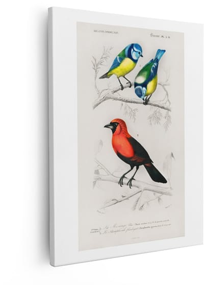 Artaza Canvas Schilderij Vogels - 40x50 cm - Wanddecoratie Vintage - Muurdecoratie Dieren - Decoratie Pimpelmees - Schilderijen Op Canvas