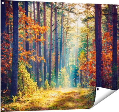 Gards Tuinposter Herfstbos met Zonneschijn - Kleur - 100x80 cm - Tuindoek - Tuindecoratie - Wanddecoratie buiten - Tuinschilderij