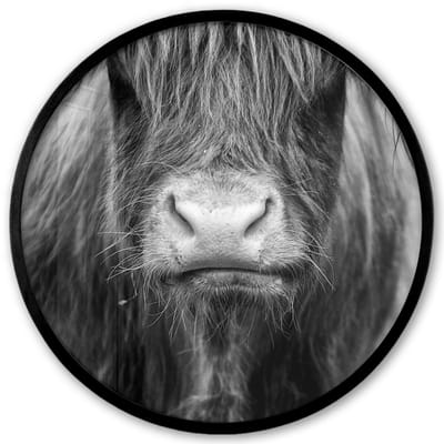 Poster in lijst Rond - Fotolijst 40x40 cm - Posters - Schotse hooglander - Koe - Zwart - Wit - Dieren - Ronde posterlijst zwart - Decoratie - Wanddecoratie woonkamer - Muurdecoratie slaapkamer