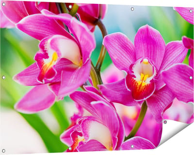 Gards Tuinposter Licht Paarse Orchidee Bloemen - 120x80 cm - Tuindoek - Tuindecoratie - Wanddecoratie buiten - Tuinschilderij