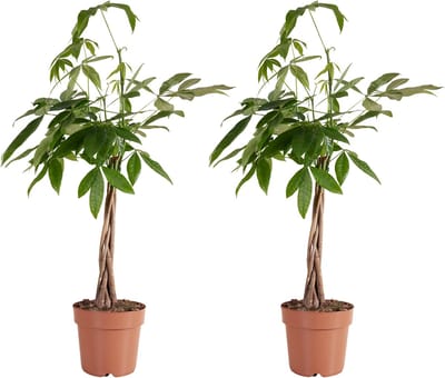 Bloomique - Set van 2 - Pachira Aquatica - Geldboom - Watercacao - Kamerplanten - Luchtzuiverend - Gemakkelijk in onderhoud - Hoogte 80-90 cm - Pot 21cm