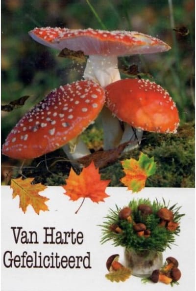 Van harte gefeliciteerd met je verjaardag! Drie leuke paddenstoelen bij elkaar tussen de bladeren. Een leuke kaart om zo te geven of om bij een cadeau te voegen. Een dubbele wenskaart inclusief envelop en in folie verpakt.