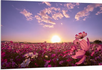 Acrylglas - Veld Roze Bloemen met Paarse Lucht - 150x100 cm Foto op Acrylglas (Met Ophangsysteem)